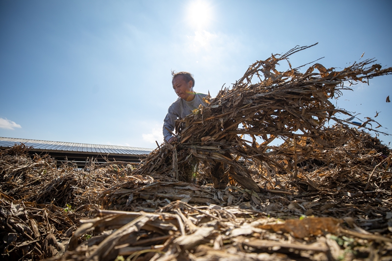 村民正在卸載玉米秸稈。何志剛攝.jpg