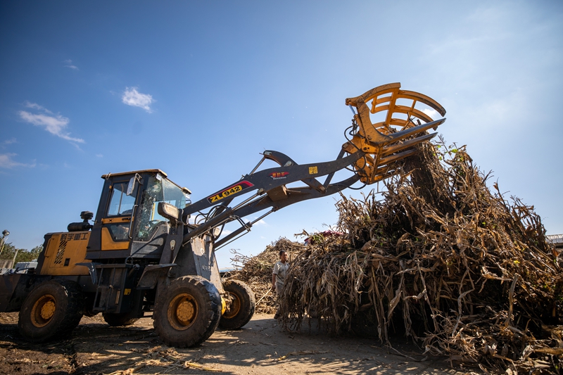 工工人用叉車卸載玉米秸稈。何志剛攝.jpg