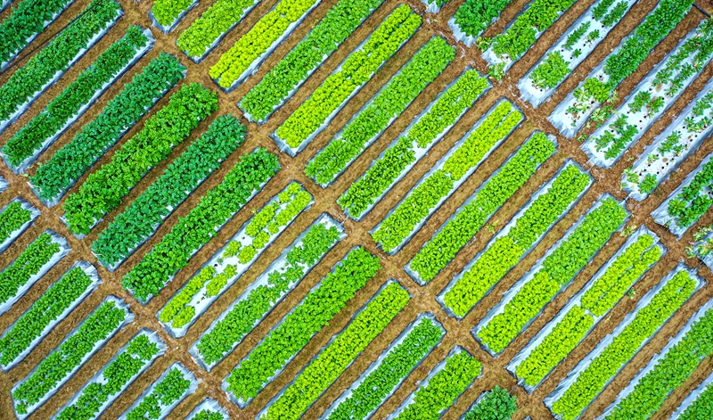 11月8日，播州區(qū)石板鎮(zhèn)沐恩寺卓豪蔬菜示范展示基地的蔬菜長勢好。