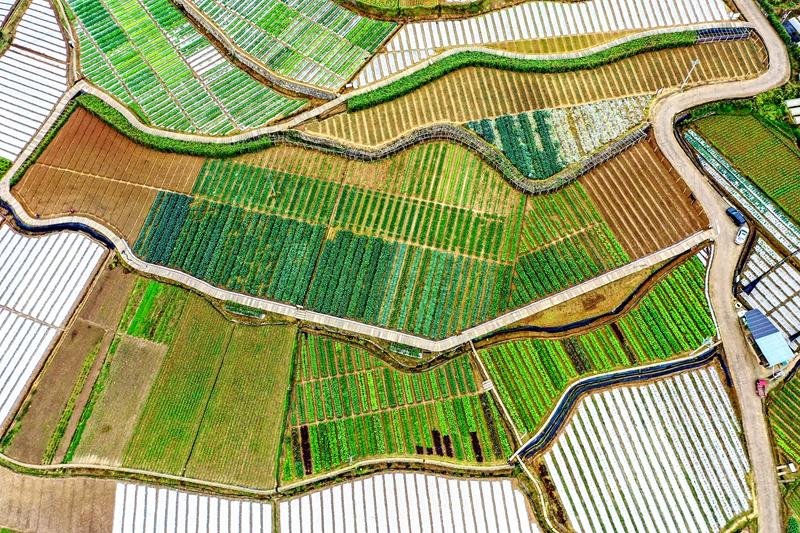 11月8日，播州區(qū)石板鎮(zhèn)沐恩寺卓豪蔬菜示范展示基地的蔬菜實行科學化管理。