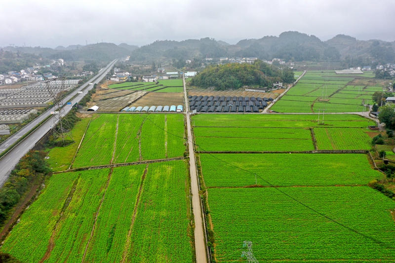 11月8日，播州區石板鎮3000畝豌豆尖蔬菜基地的豌豆尖進入采摘出售期。