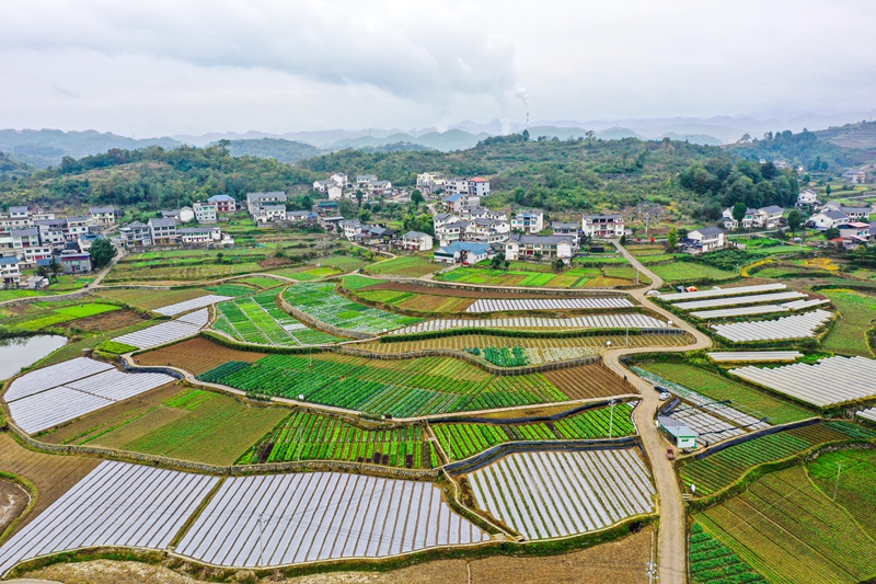 11月8日航拍播州區石板鎮沐恩寺卓豪蔬菜示范展示基地建設。