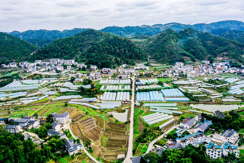 11月12日，播州區(qū)龍坑街道梳池社區(qū)蔬菜基地的蔬菜長(zhǎng)勢(shì)良好。