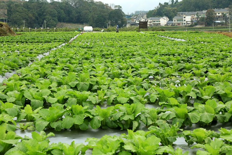 10月26日，村民在播州區石板鎮沐恩寺卓豪蔬菜示范展示基地里為蔬菜施肥。