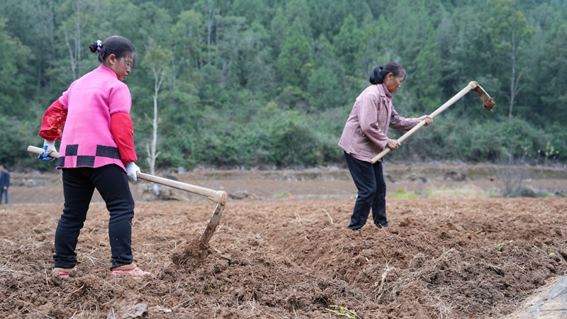 圖為百合基地現場 工人在打窩.jpg