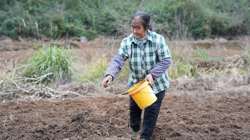 圖為在百合基地現場 工人在撒肥料.jpg