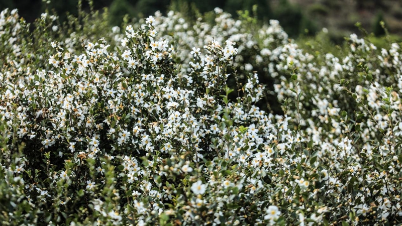 漫山遍野的油茶花如雪綻放.jpg