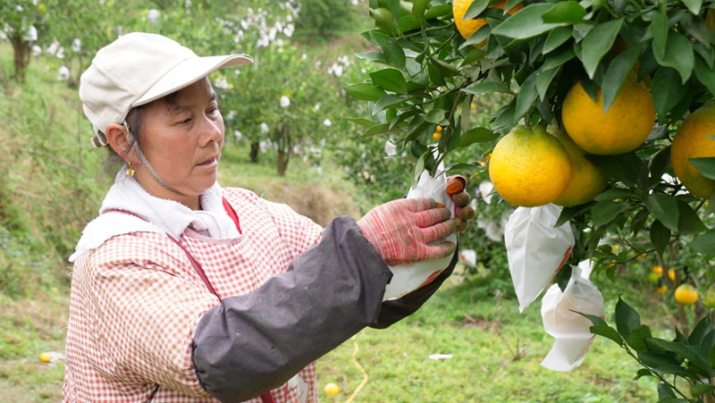 家庭農場產業旺 村民增收有保障。