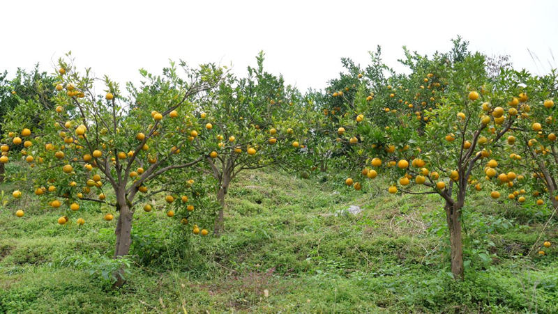 家庭農場產業旺 村民增收有保障。