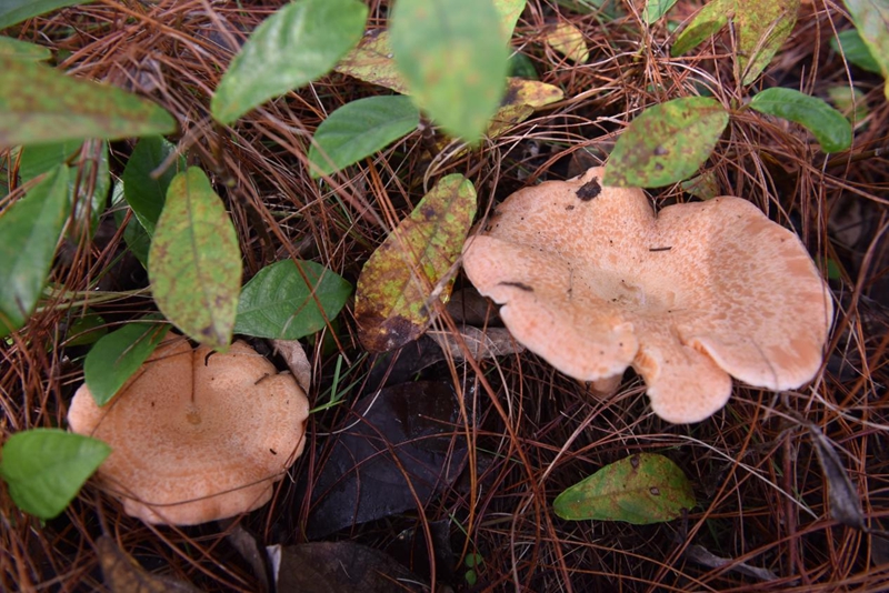 松乳菇冬季穩(wěn)產(chǎn)。