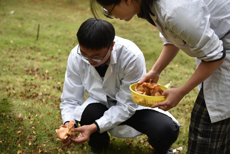松乳菇冬季穩(wěn)產(chǎn)。