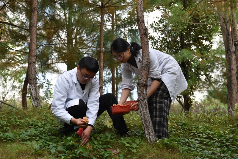 松乳菇冬季穩(wěn)產(chǎn)。