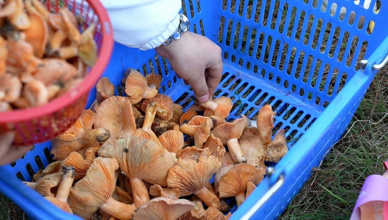 松乳菇冬季穩(wěn)產(chǎn)。