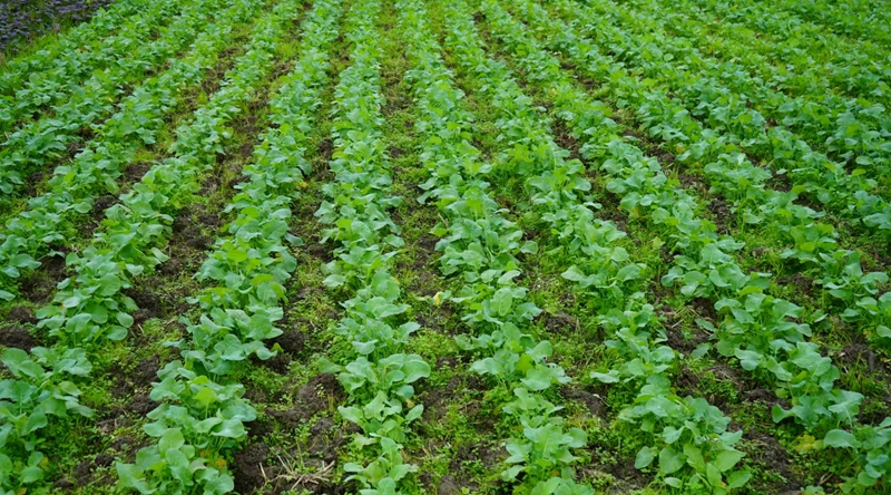 綠意盎然的油菜 金莎 攝 (2)