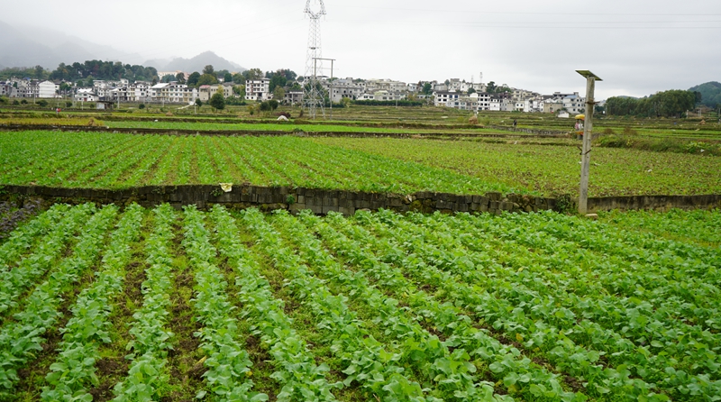 綠意盎然的油菜 金莎 攝