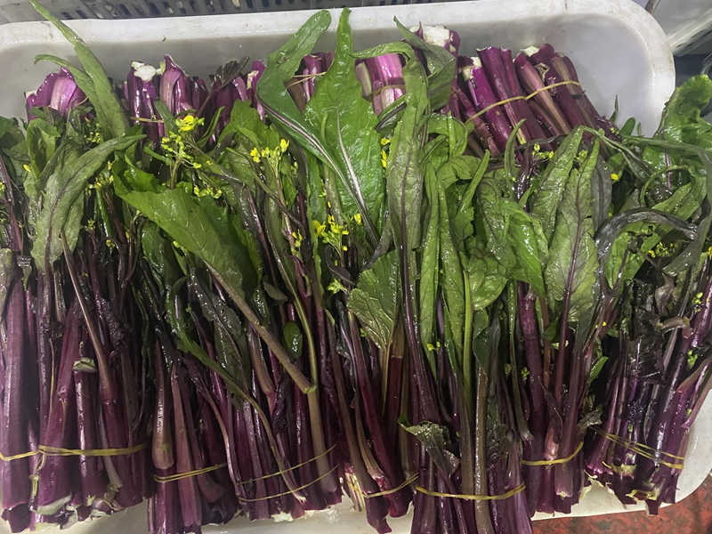 剛采摘的紅菜苔 金莎 攝