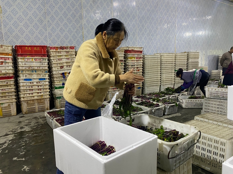 村民正忙著打包紅菜苔 金莎 攝