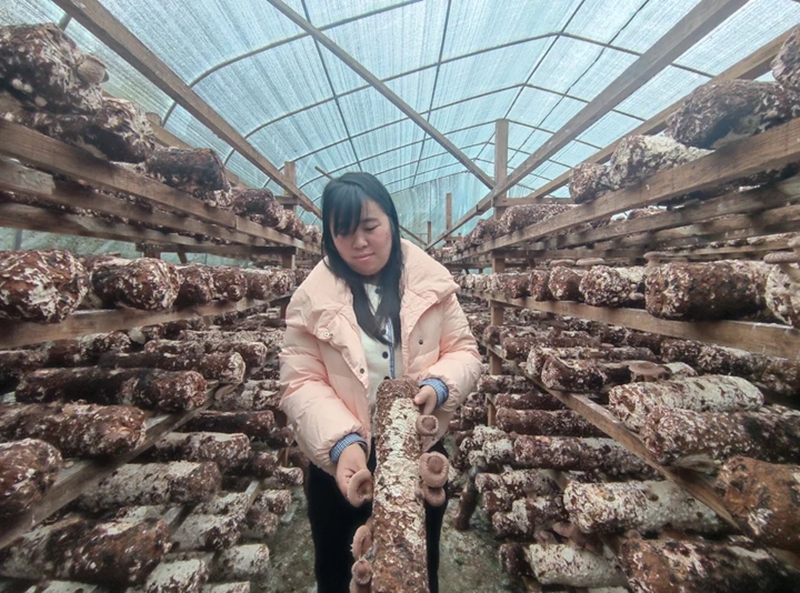 1、村民正在采摘馬桑菌。