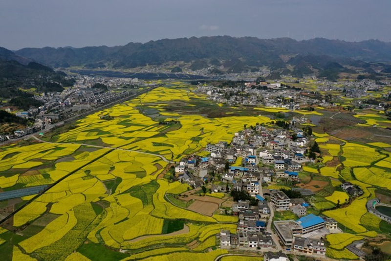 1、金沙建設(shè)高標(biāo)準(zhǔn)農(nóng)田 夯實農(nóng)業(yè)發(fā)展“耕”基 。馬其沛、黃源匯供圖