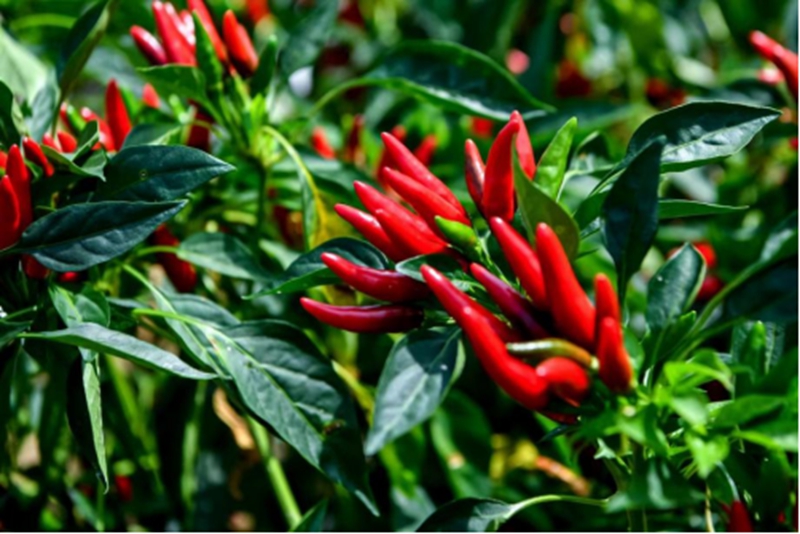 遵義朝天椒。貴州遵義國際辣椒博覽會供圖