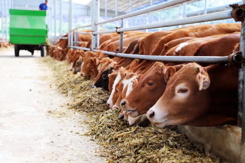 關(guān)嶺牛。潘晶、蔣杰供圖