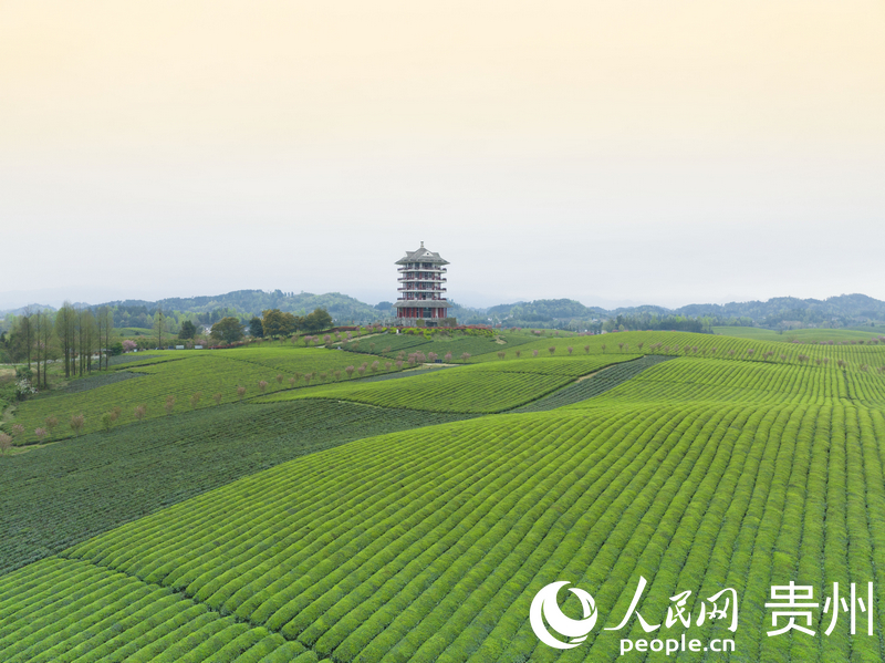 湄潭茶海。人民網(wǎng)龍章榆攝