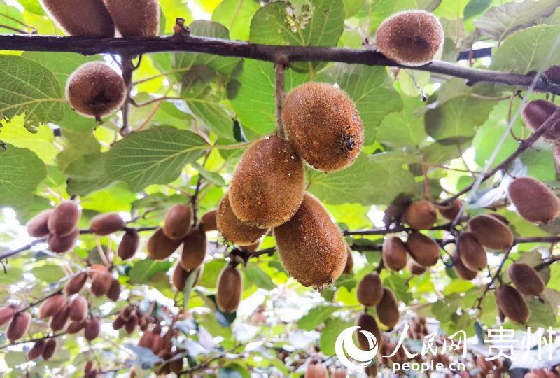 修文獼猴桃。人民網(wǎng)王秀芳攝