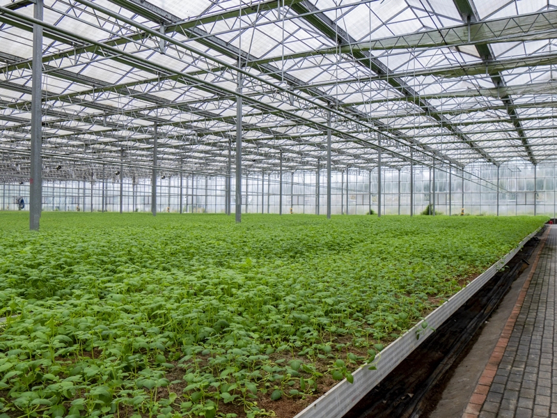 高架苗床上長勢良好的脫毒馬鈴薯原原種種苗。余軍攝