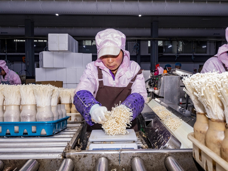 金針菇在打包前稱重。余軍攝