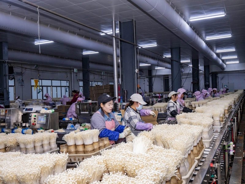 金針菇自動打捆流水線。余軍攝