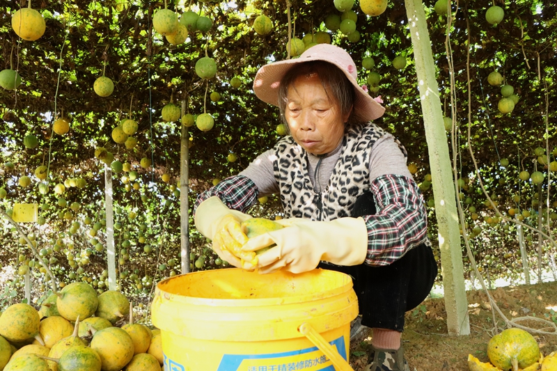 瓜蔞采收季 “金”喜藏滿枝。