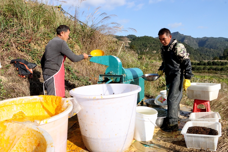 瓜蔞采收季 “金”喜藏滿枝。