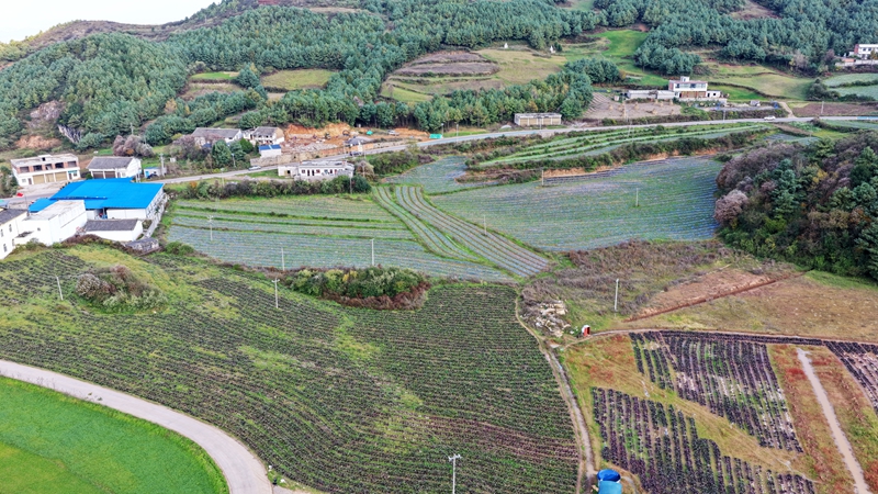 涼山社區貴州艷團俊梅農業有限公司蔬菜種植基地一角。