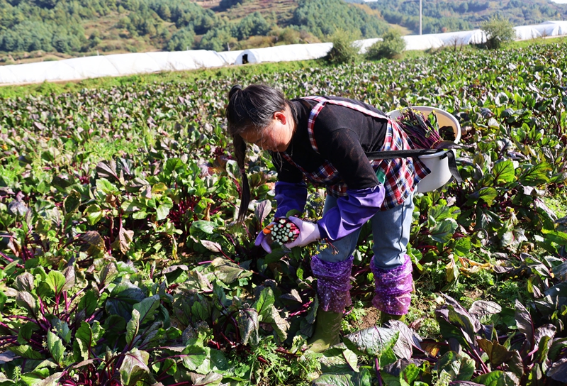 務工群眾正在采收紅菜苔。