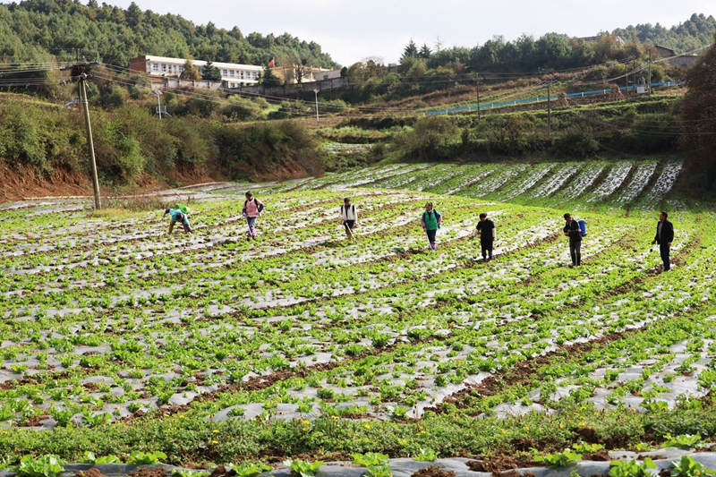 務工群眾正在為長勢良好的大白菜殺蟲施肥。