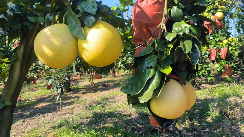 柚子迎豐收。