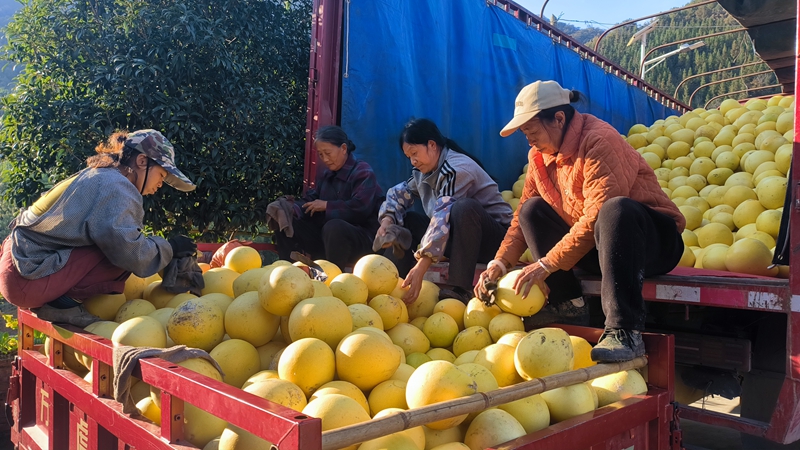 農(nóng)戶柚子裝車。