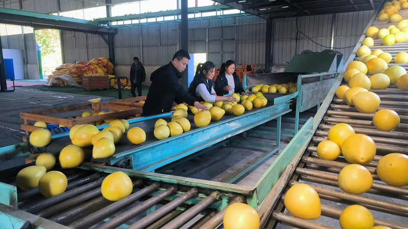 柚子分級(jí)。