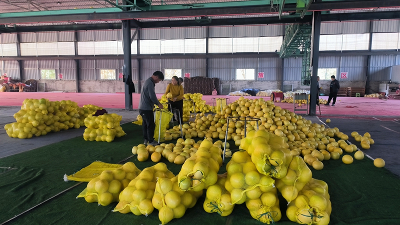 柚子統(tǒng)一包裝。