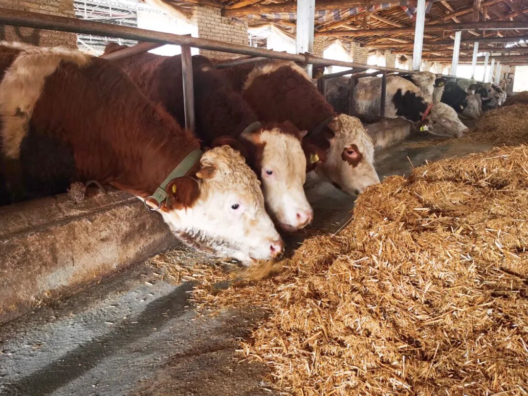 圖為:開(kāi)陽(yáng)縣龍崗鎮(zhèn)卡比村肉牛養(yǎng)殖基地