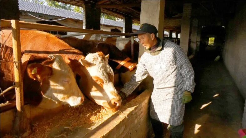 飼養(yǎng)肉牛。