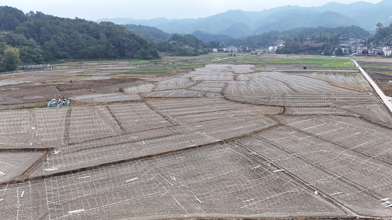 南明大壩羊肚菌種植基地連片的新建大棚已初具規模。彭開燚攝