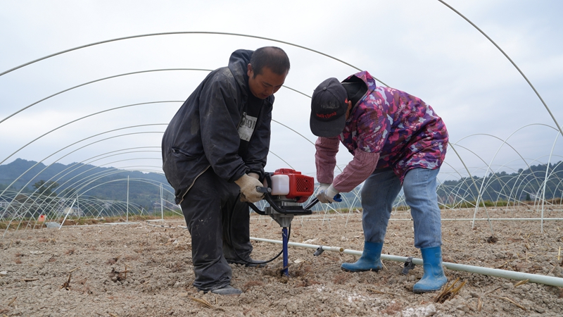 農戶們正在給土地打洞。彭開燚攝