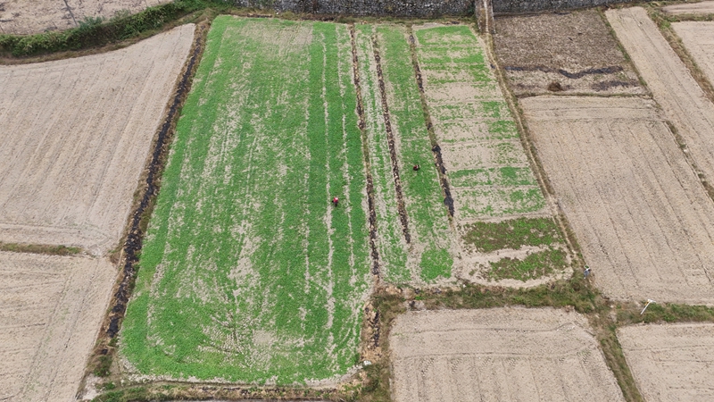 已經種上油菜苗的田地上多了一抹綠。彭開燚