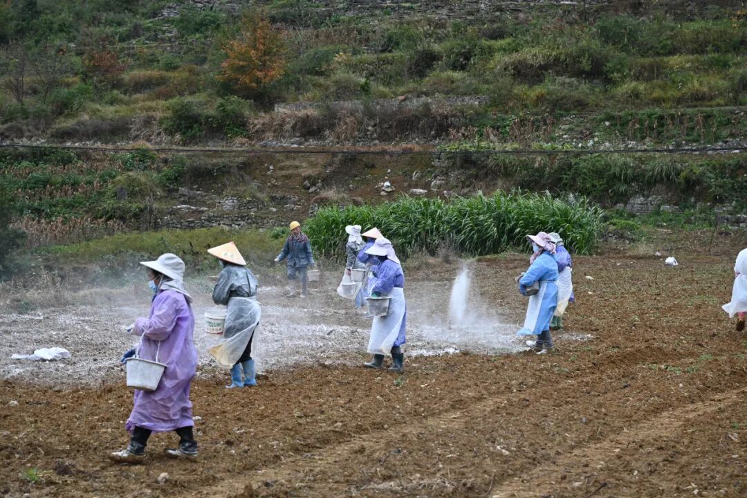 圖為：灑石灰消毒