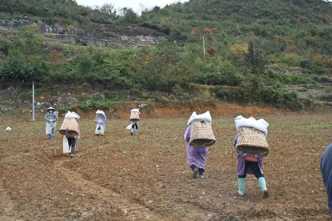 土壤消毒作業。