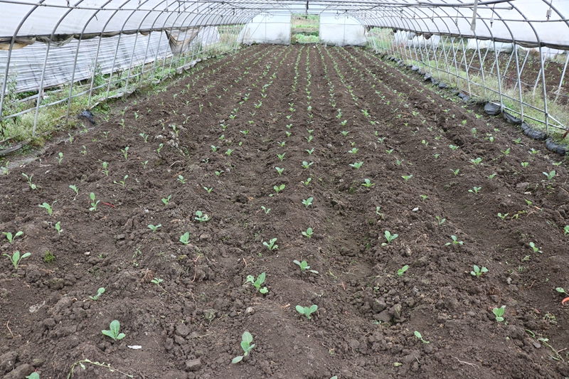 小吉場鎮(zhèn)德勝村蔬菜種植基地  剛種好的蔬菜 劉娟 攝.JPG