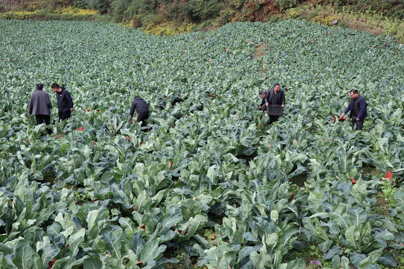 對(duì)坡鎮(zhèn)杉寨村花菜種植基地 農(nóng)戶正在采摘花菜 劉娟 攝.JPG
