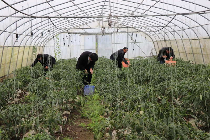 對(duì)坡鎮(zhèn)大堡村蔬菜種植基地  農(nóng)戶正在采摘辣椒 劉娟 攝.JPG