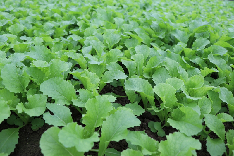 對(duì)坡鎮(zhèn)中心村大棚內(nèi)蔬菜長勢(shì)喜人 劉娟 攝1.JPG